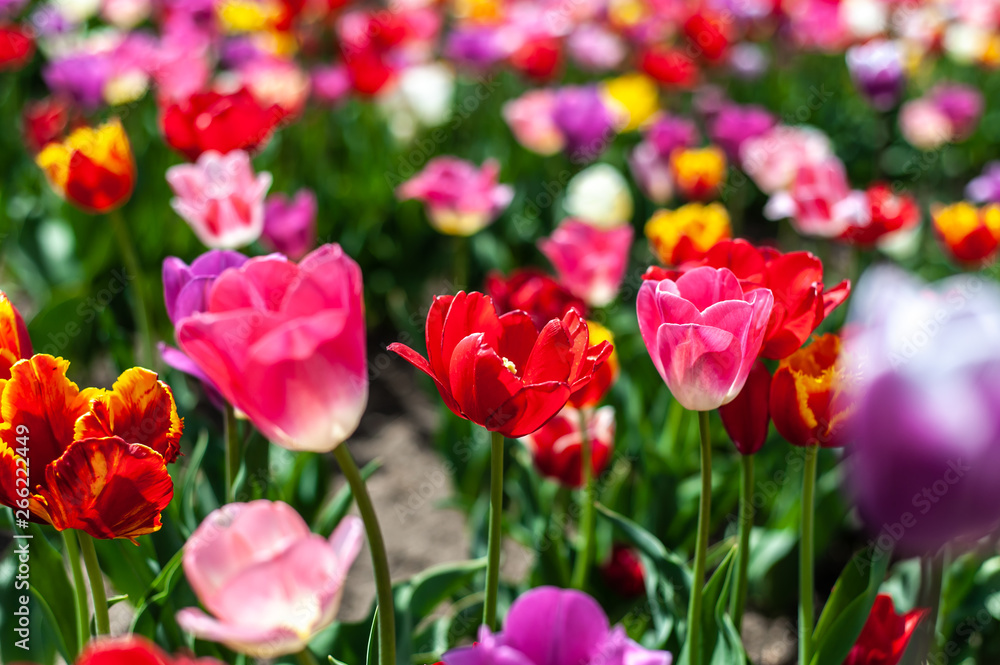 background of many-colored tulips in field of spring blurry background