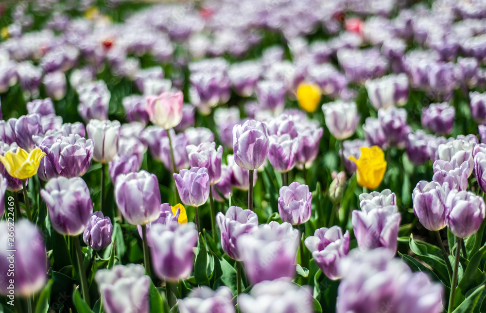 Beautiful field of white-purple tulips with few yellow flowers, blurry background