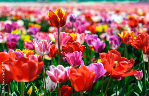 Background of many-colored tulips in field of spring blurry background