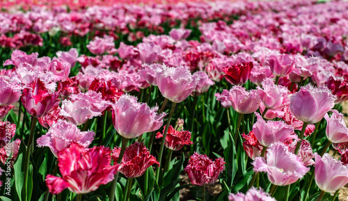 Beautiful field of pink and red tulips on blurry background