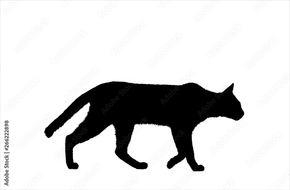 Obraz premium Cat walking silhouette detailed hairy outline, cat with fur