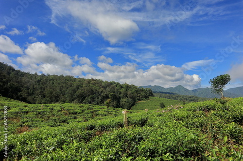 freshness of the Pagilaran Batang tea garden on a sunny morning