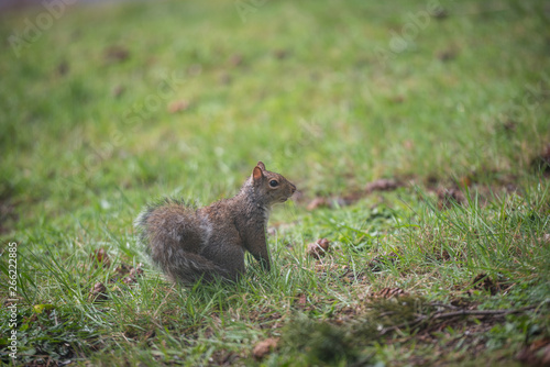 North American squirrel on green grass © Nicholas Steven