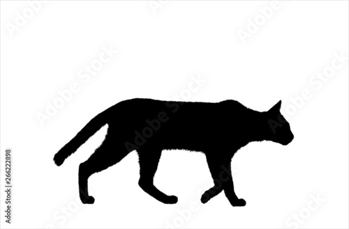 Cat walking silhouette detailed hairy outline, cat with fur