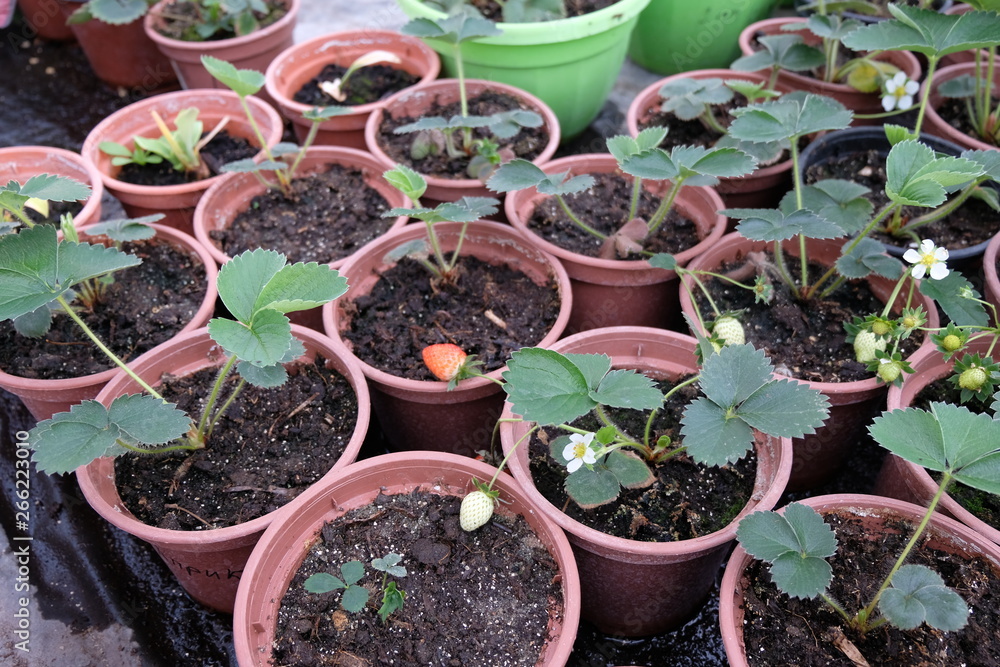 Growing strawberry in plastic pots in greenhouse Growing strawberry in plastic pots in greenhouse