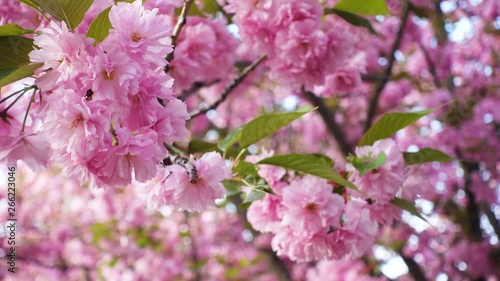 Wallpaper Mural Sakura Cherry tree flowers blossoms in sunset Torontodigital.ca