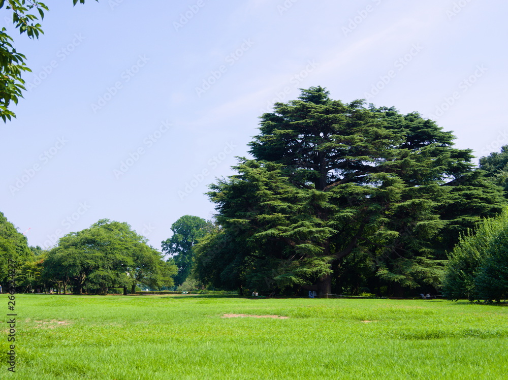 tree in the field