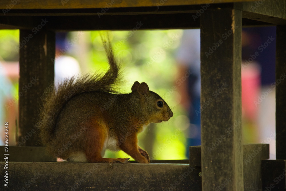 squirrel eating nut