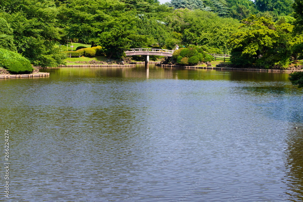 lake in forest