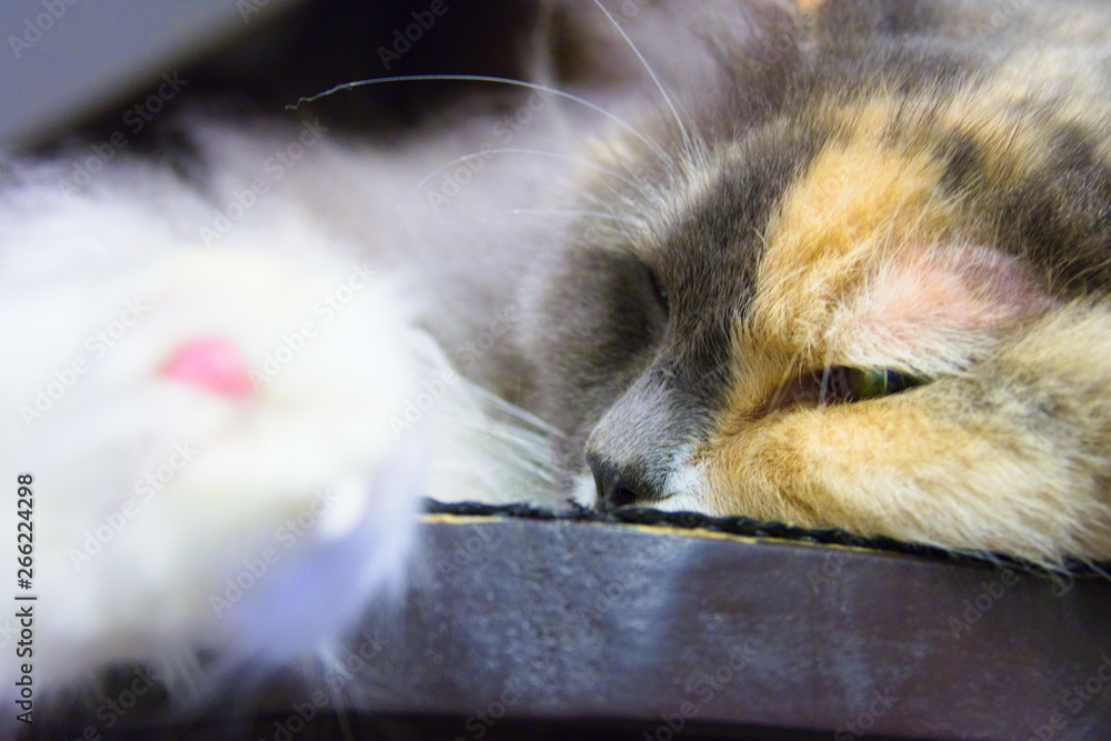 portrait of a cat
