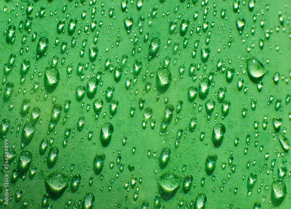 Close-up macro photo of water drops on a green leaf