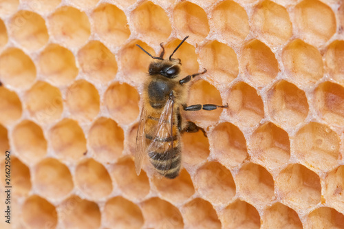Honey Bee © Allura