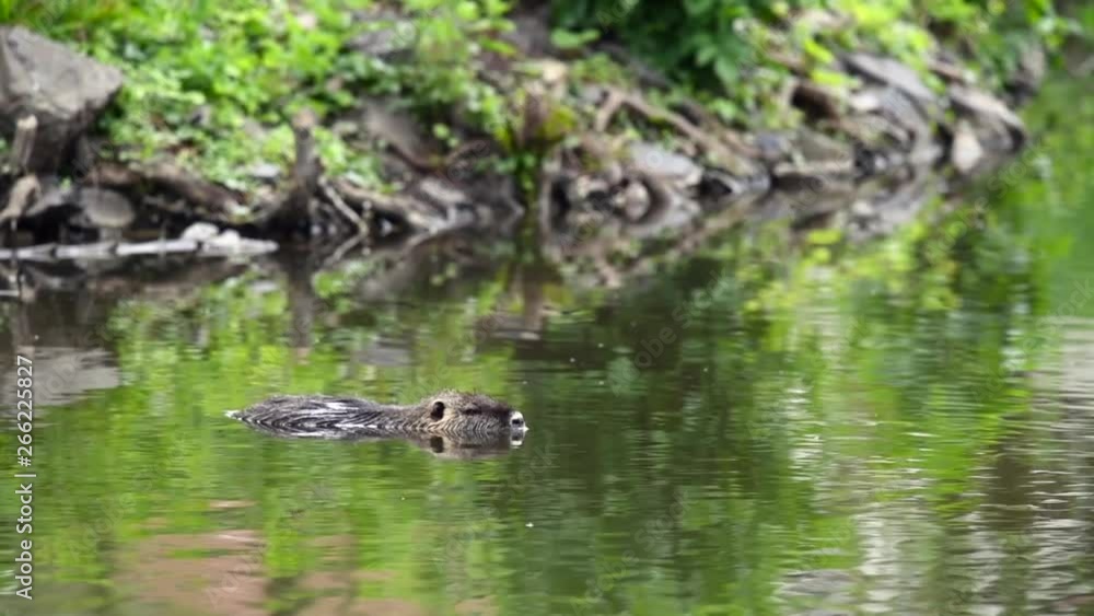Coypu floats on the water surface of a pond. Coypu floats on the water surface of a pond.