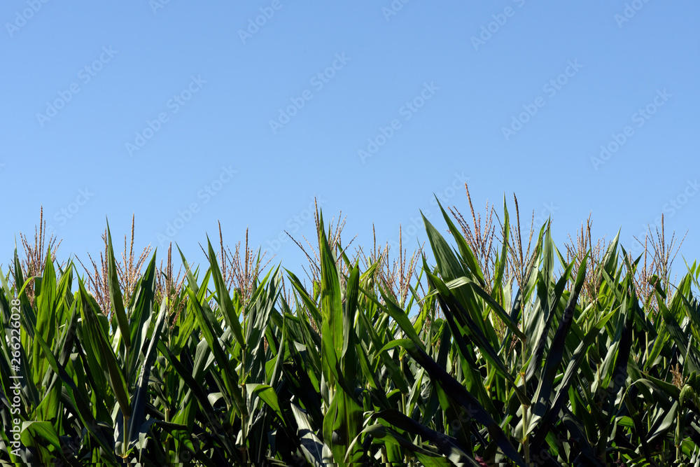 Corn plantation with sky and glows of light Corn plantation with sky and glows of light