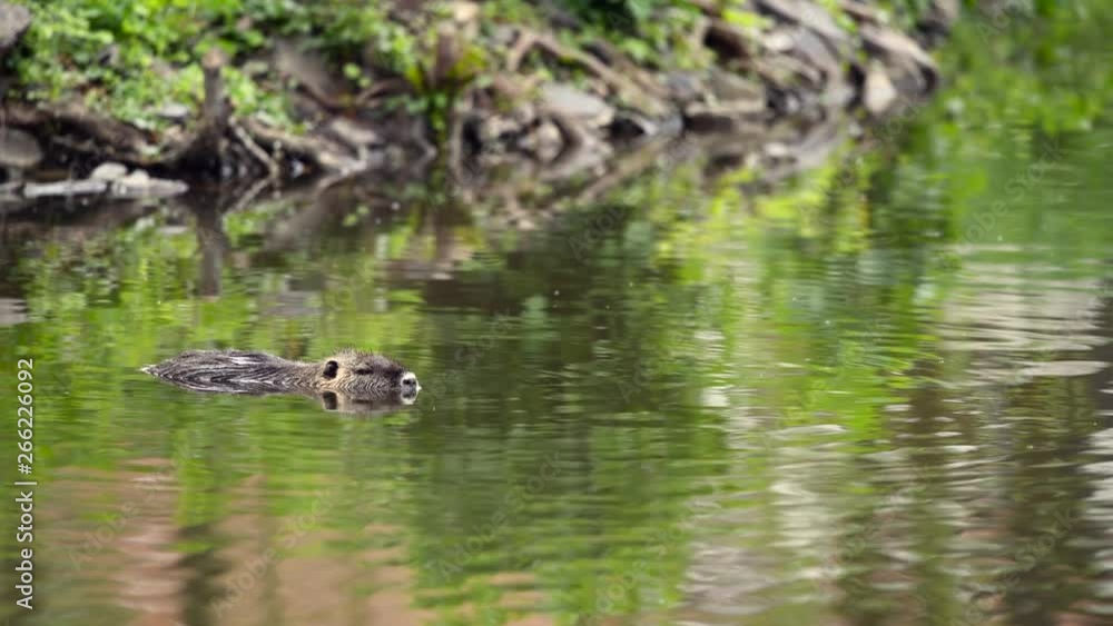 Coypu floats on the water surface of a pond. Coypu floats on the water surface of a pond.