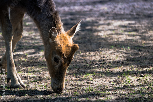 Fototapeta Naklejka Na Ścianę i Meble -  Sarna, jeleń