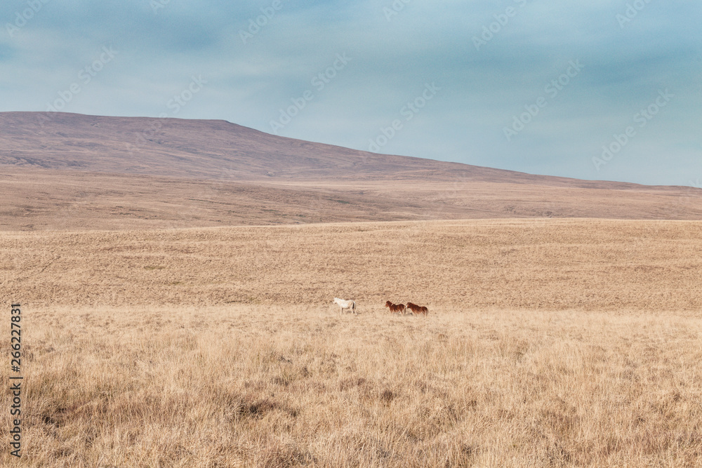 Obraz premium Wild Ponies in Brecon Beacons National Park in Wales, UK