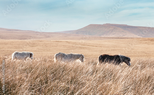 Brecon Beacons National Park in Wales, UK