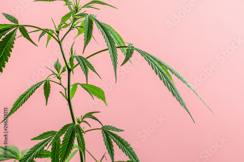 Fototapeta Naklejka Na Ścianę i Meble -  Indoor Cannabis plant, branch of marijuana on a pink background with copy space