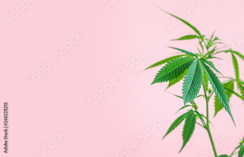 Indoor Cannabis plant, branch of marijuana on a pink background with copy space