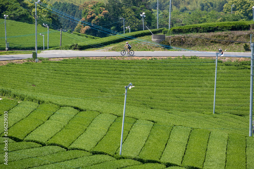 茶畑の自転車