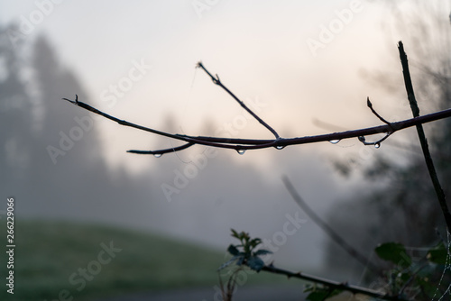 Close Up View of Rain Drops on Small Tree Branch