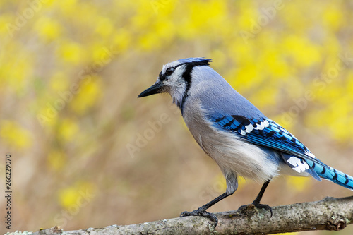 Close up of a a blue jay bird, perched on a branch with soft focus yellow flowers in the background