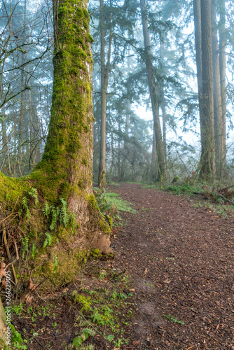 Fototapeta Naklejka Na Ścianę i Meble -  View of Large Green Tree With Path Leading to the Fog