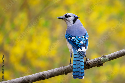 Close up  of a a blue jay bird, cyanocitta cristata, perched on a branch with soft focus yellow flowers in the background photo