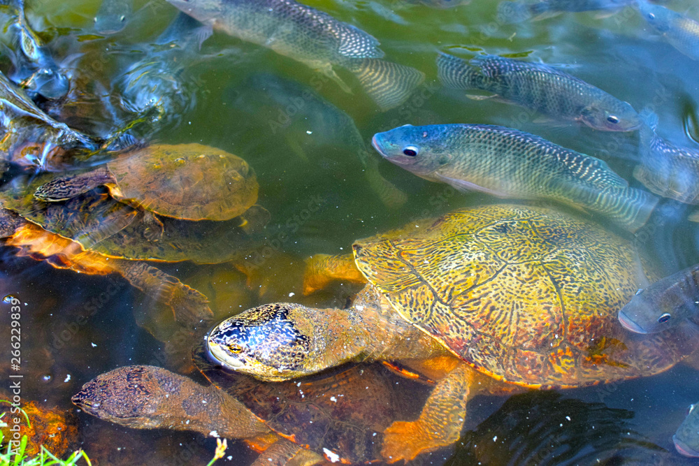 Obraz premium Tartaruga