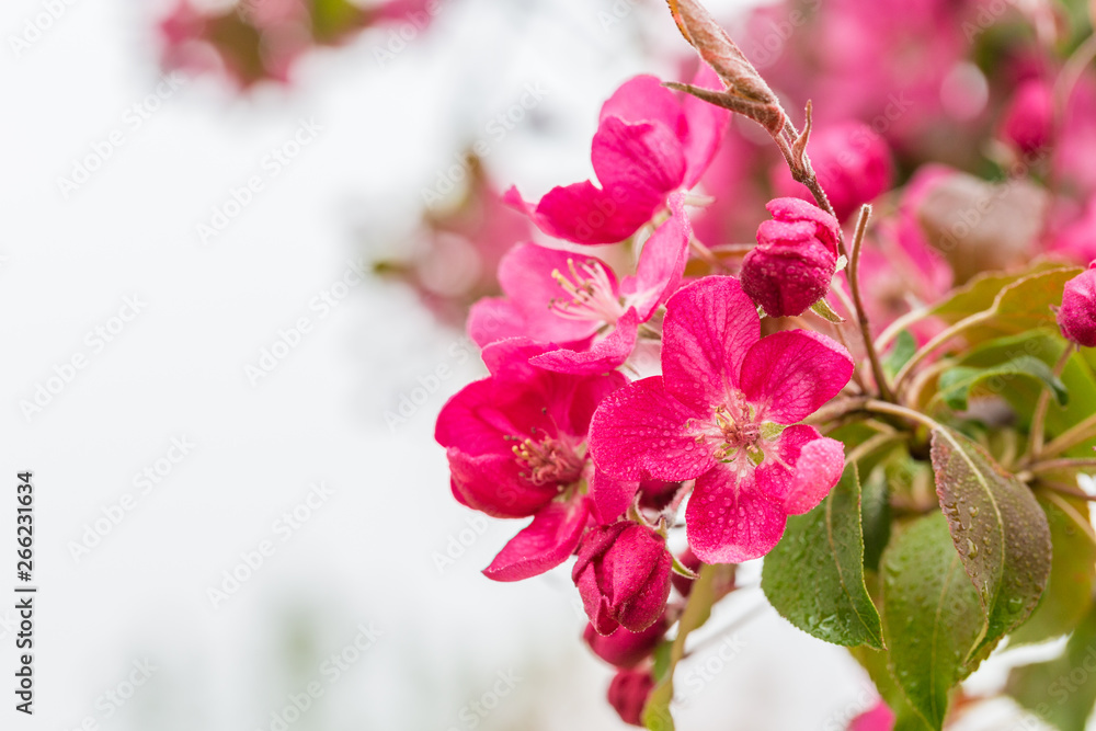 Begonia flowers and flower buds open in spring, outdoors,Malus spectabilis Begonia flowers and flower buds open in spring, outdoors,Malus spectabilis