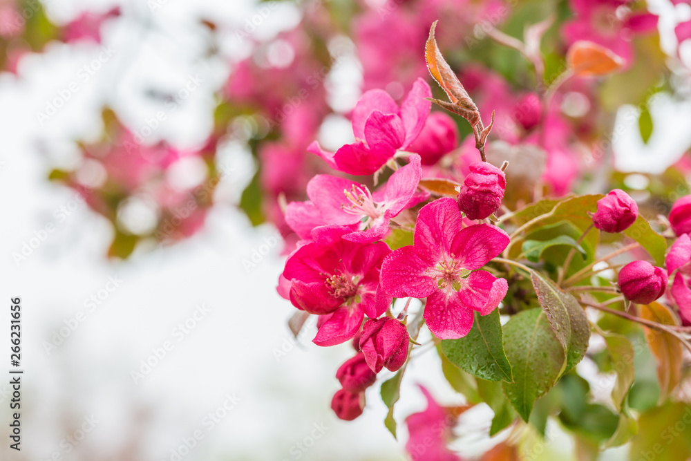 Begonia flowers and flower buds open in spring, outdoors,Malus spectabilis Begonia flowers and flower buds open in spring, outdoors,Malus spectabilis