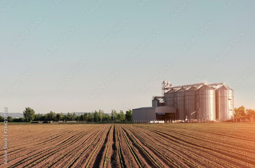 Obraz premium Freshly sown corn in ground and silos in background at sunset 