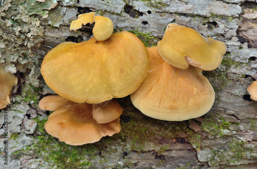 Edible mushrooms on tree 19