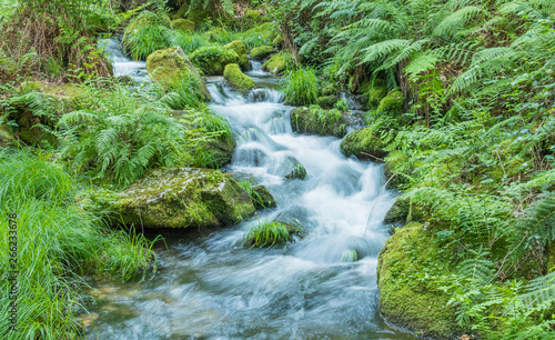 river through the forest