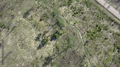 Wallpaper Mural flying over green summer forest with trees from above and long shadows Torontodigital.ca