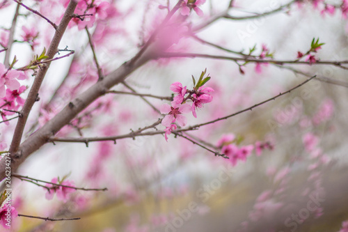 Open peach blossoms in spring  outdoors