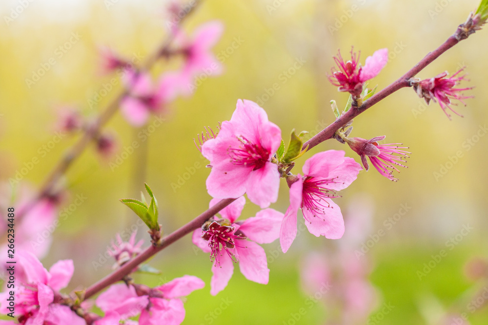 Open peach blossoms in spring, outdoors Open peach blossoms in spring, outdoors