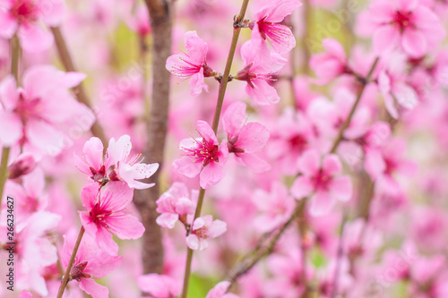 Open peach blossoms in spring, outdoors