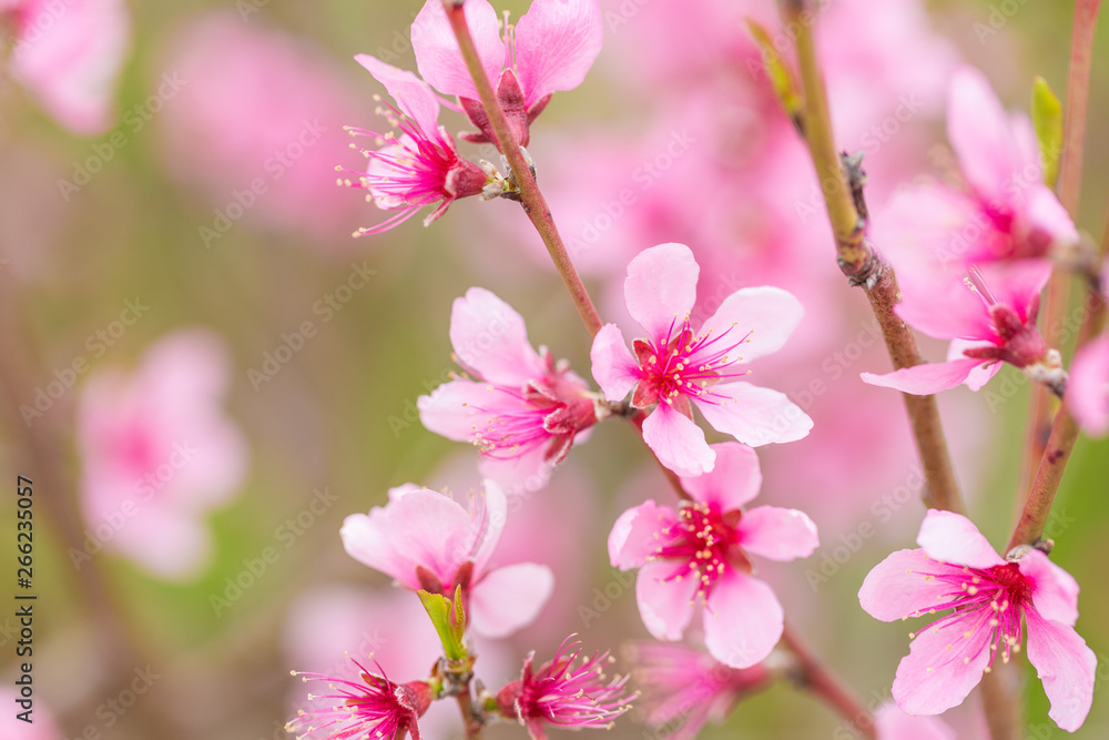 Fototapeta premium Open peach blossoms in spring, outdoors