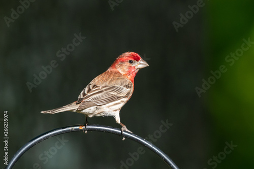 Male house finch perched