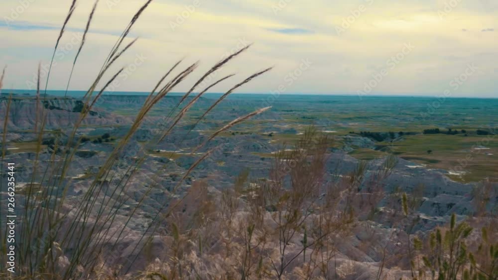 Grass plants blowing in the wind, overlooking Badlands National Park Grass plants blowing in the wind, overlooking Badlands National Park