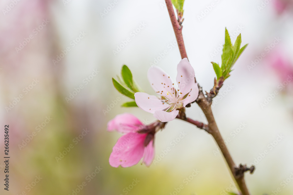 Obraz premium Open peach blossoms in spring, outdoors
