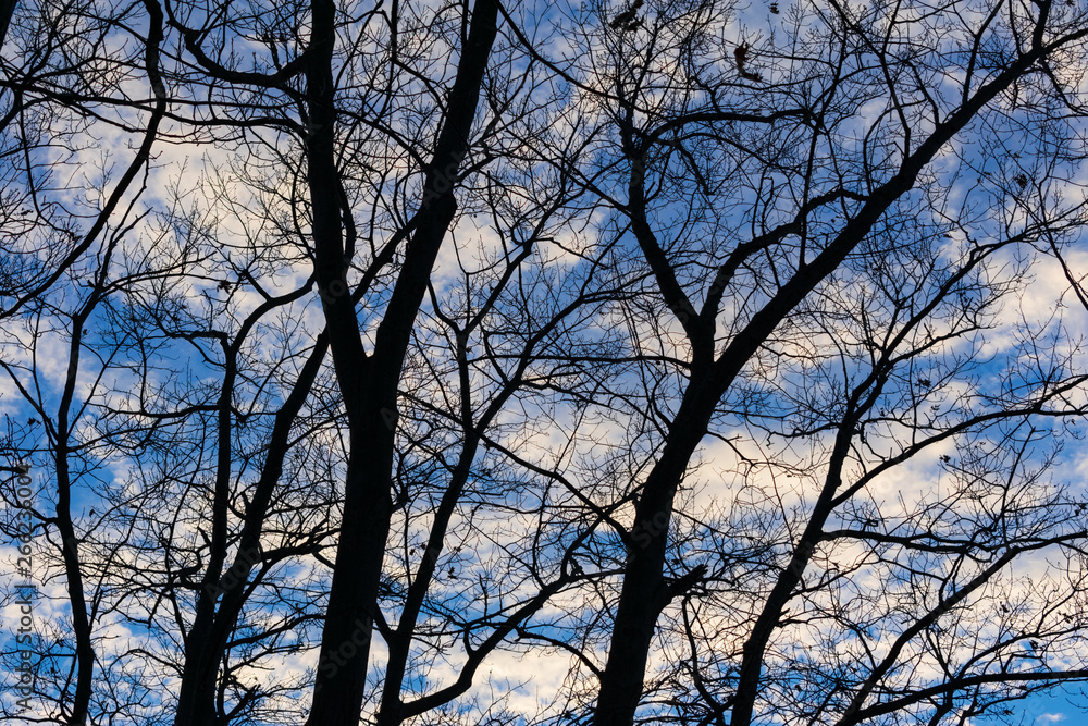 Tree branches silhouetted against a blue sky Tree branches silhouetted against a blue sky