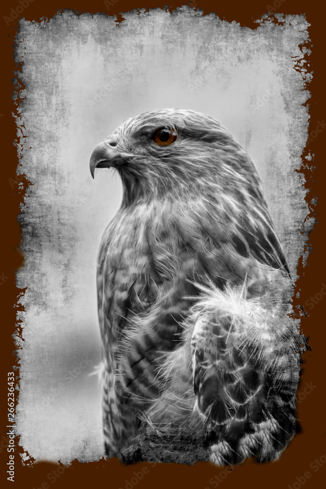 Fototapeta premium Portrait red tail hawk