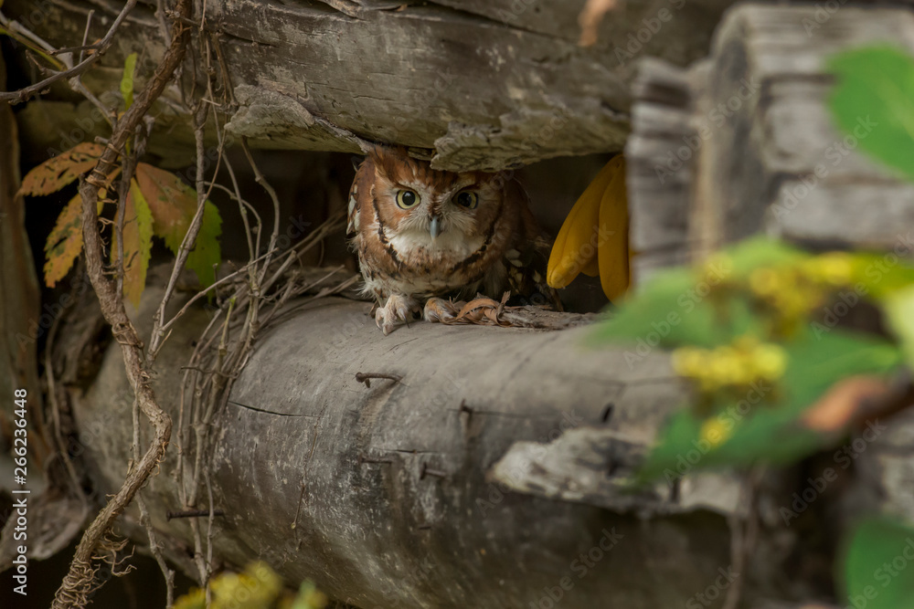 Obraz premium Eastern screech owl hiding between logs