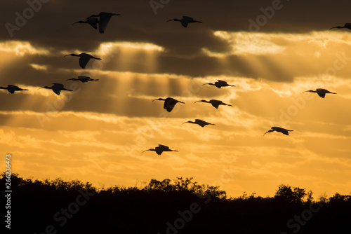Birds returning to roost at sunset in Everglades