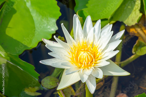The beauty of the White Lotus Bloom in ponds