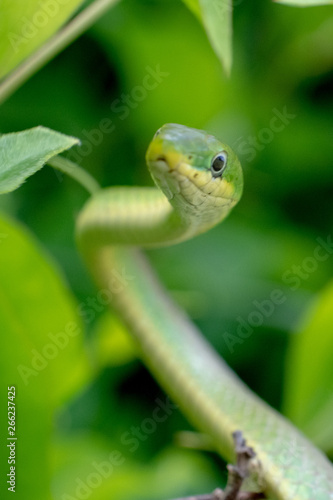 Focus on the eye of a rough green snake in the bushes at Yates Mill County Park in Raleigh, North Carolina