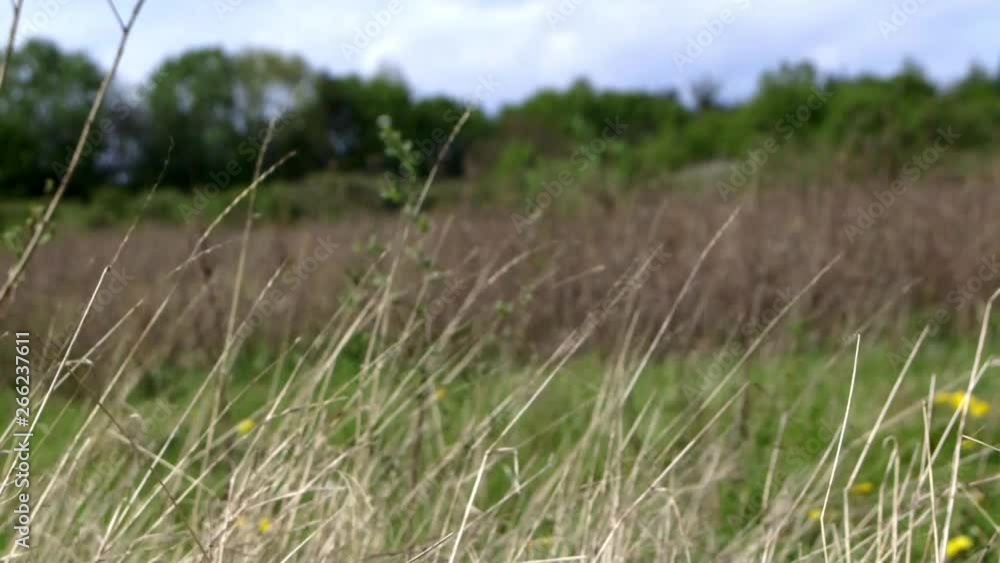 Green and brown, grassy field in the spring. Green and brown, grassy field in the spring.